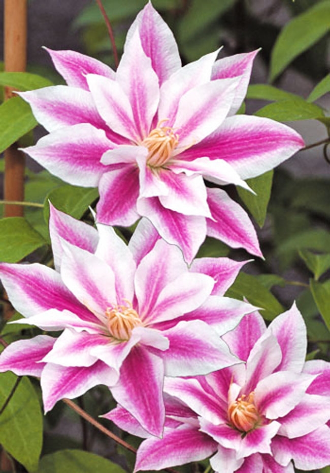 Клематис Андромеда – фото, описание сорта, отзывы, посадка и уход для садоводства Клематис Андромеда: фото, описание сорта, отзывы, посадка и уход | Садоводство